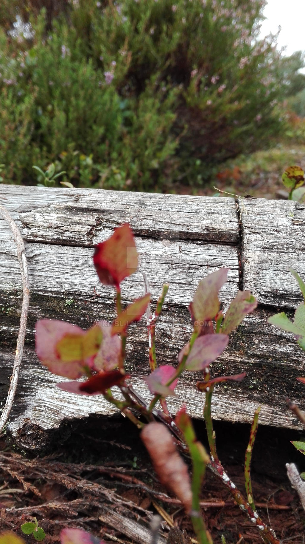 stumpy stump by Kitsl-lne on DeviantArt