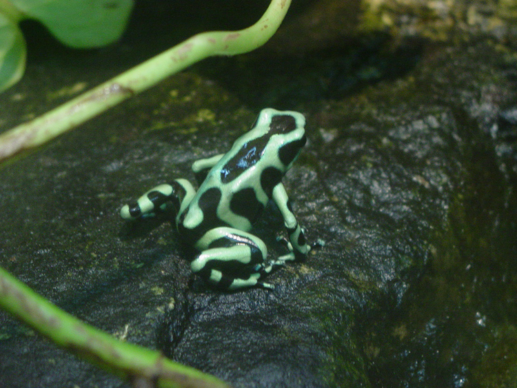 Poison Dart Frog