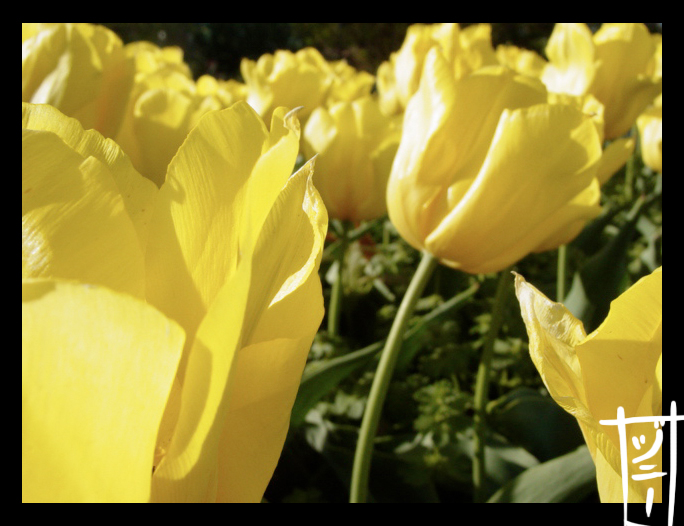 Spring Is Here: Tulips 3