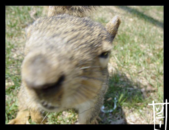 Spring Is Here: Fox Squirrel 3