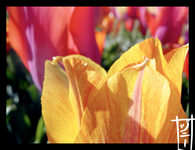 Spring Is Here: Tulips 8