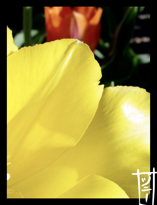 Spring Is Here: Tulips 14