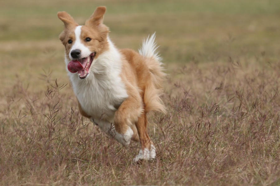 My border collie