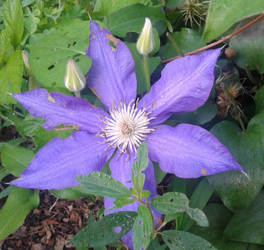 Clematis