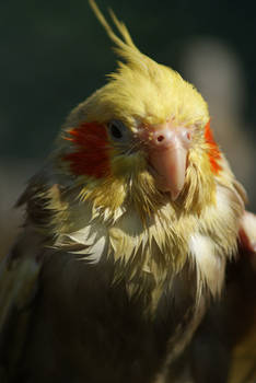 Wet Cockatiel