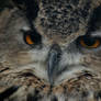 Eagle Owl