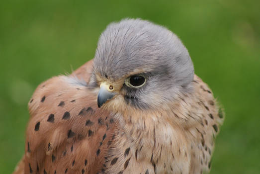 Fluffy Kestrel