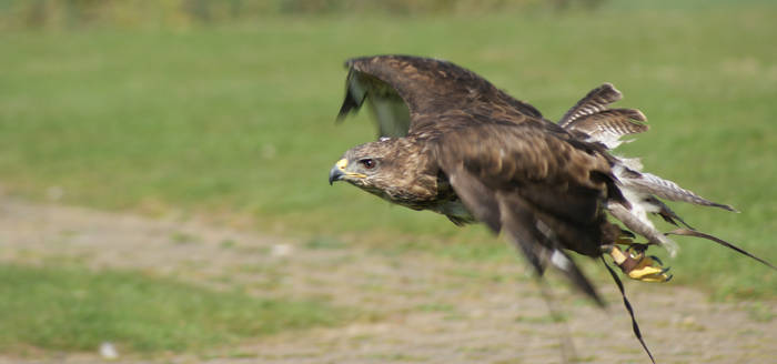 Buzzard