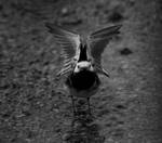 Pied Wagtail by little--grasshopper