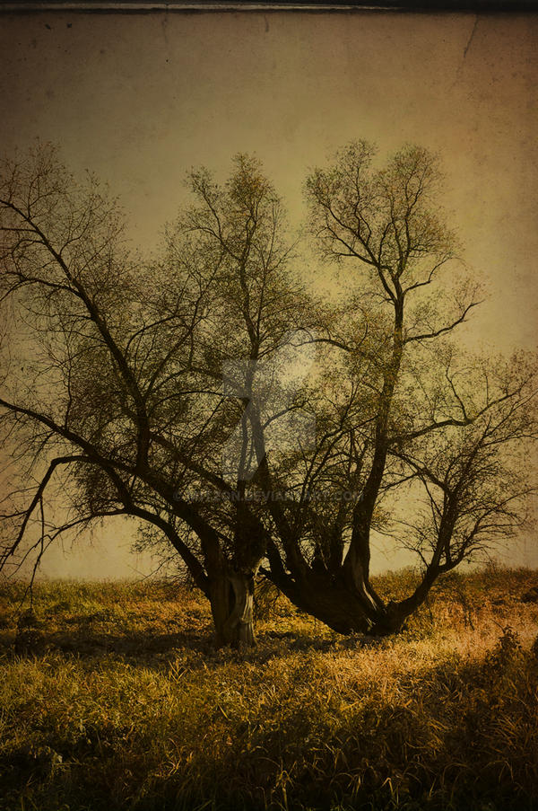 Tree Mdark _dark_tree by m1tzon on DeviantArt