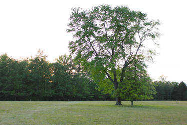 sunset in the park