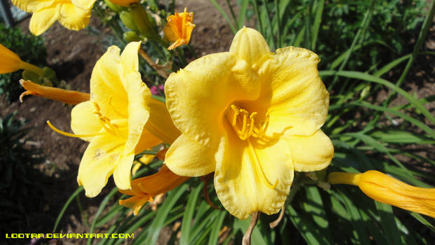 Yellow flowers