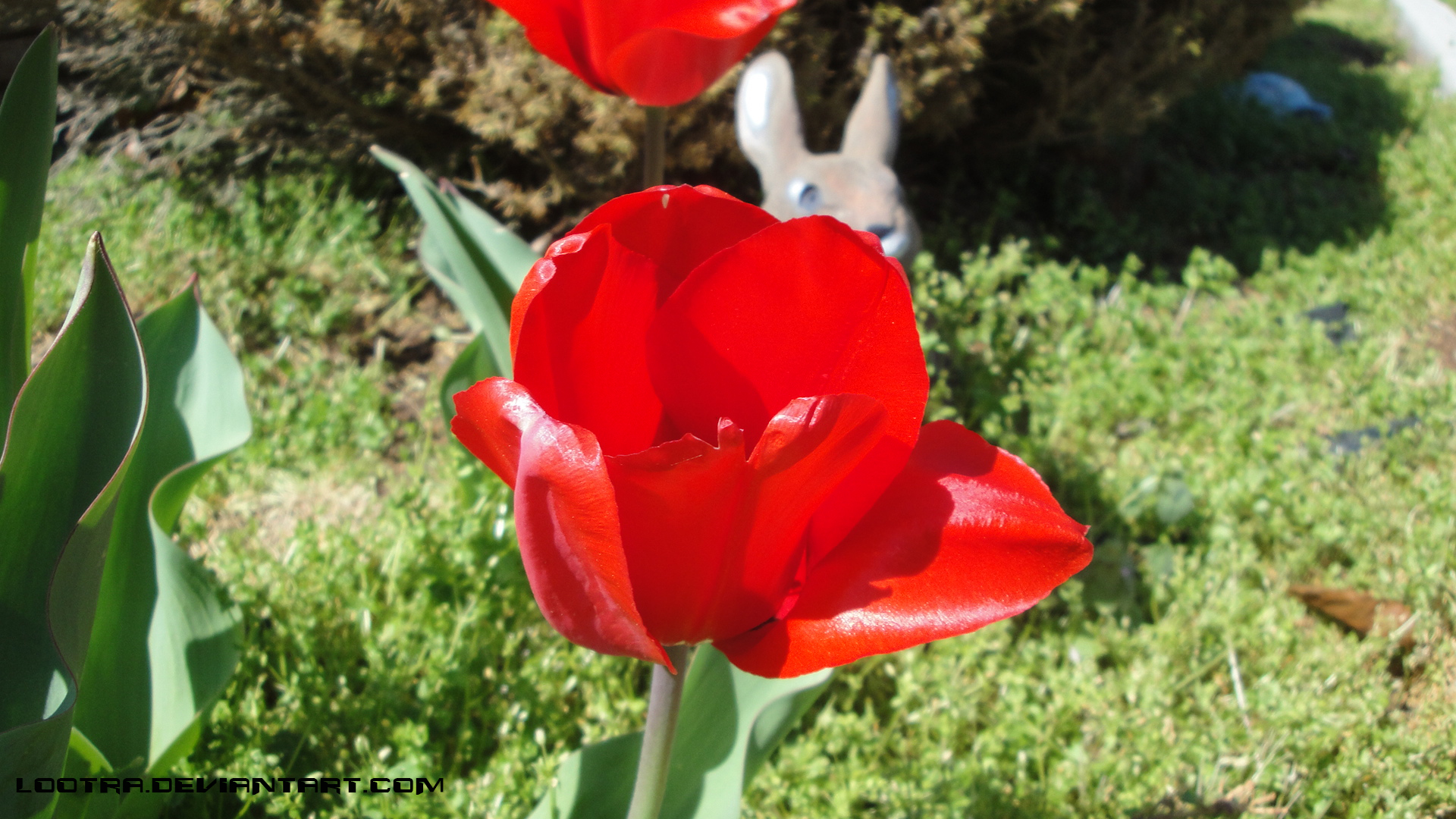 Red Tulip