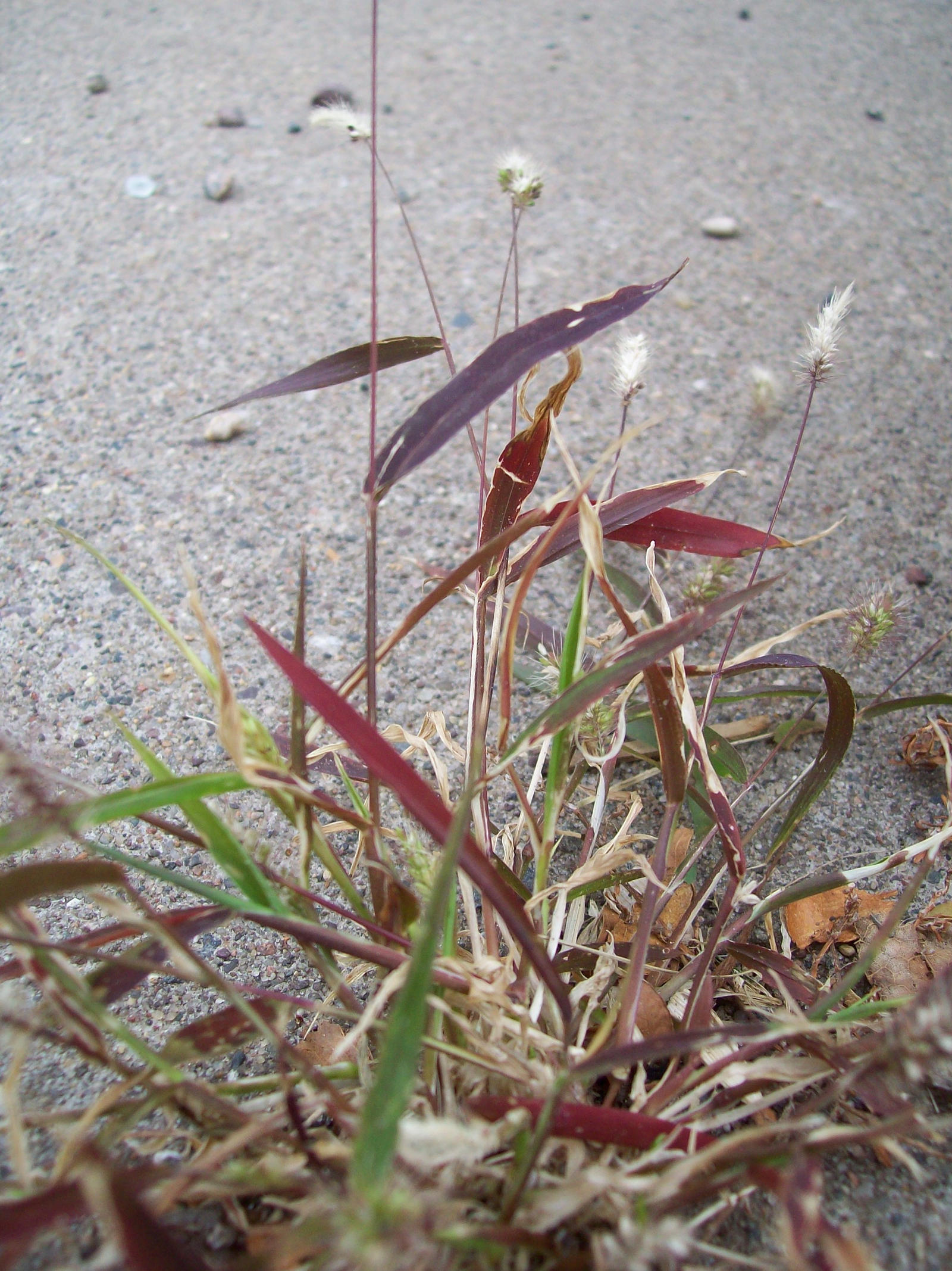 red grass