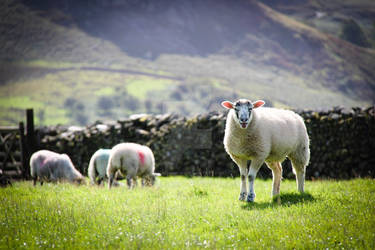 Keswick Sheep