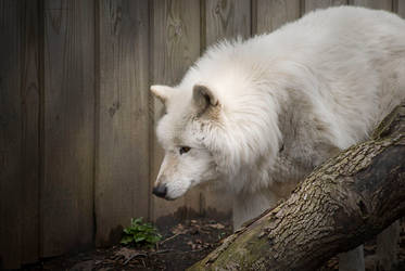 An Arctic Wolf