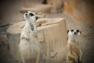 Cool, Meerkats