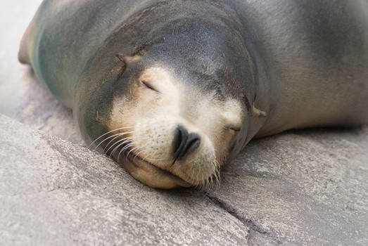 A Sea Lion Face