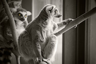 Lemur Glances