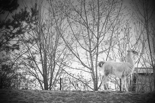 Guanaco