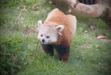 Red Panda