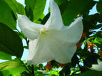 Single White Angel Trumpet by Kigan-Matsuei