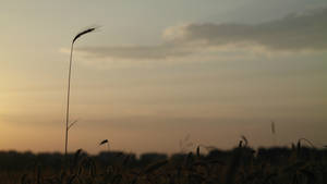 Grainfield