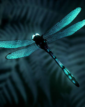 dragonfly