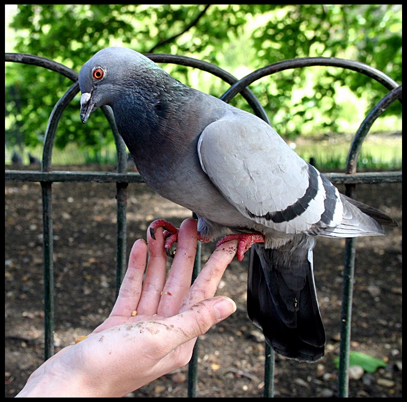 Bstock: Pidgeon