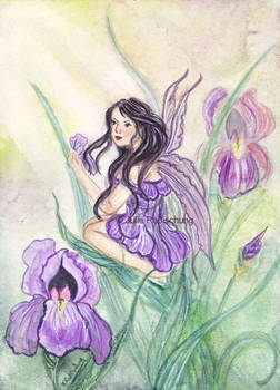 Iris fairy