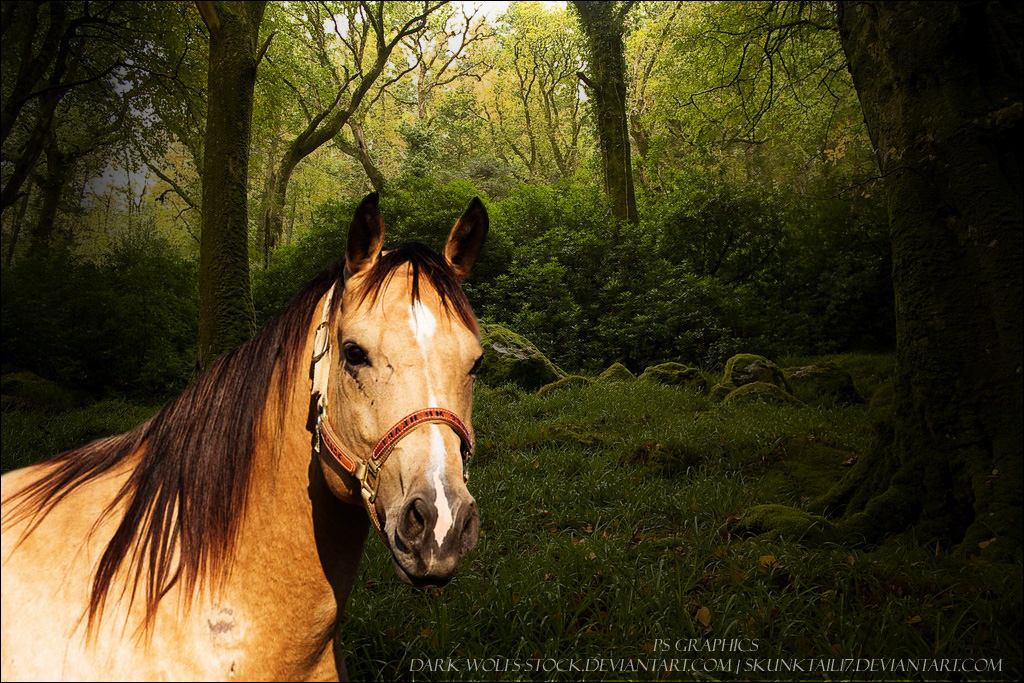 Buckskin in Woods