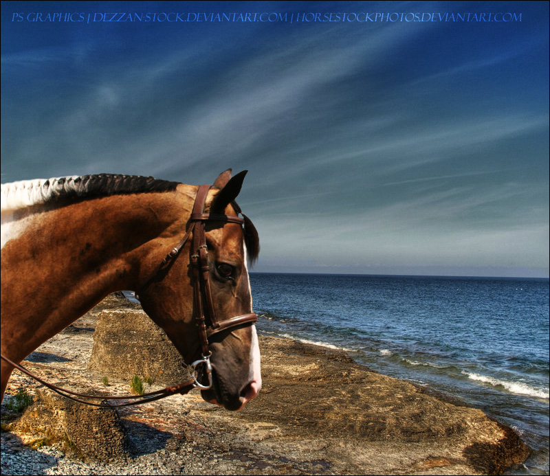 Buckskin Paint At Sea