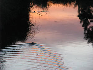 Beaver In The Ripples
