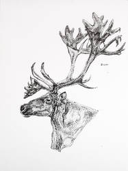 Elk