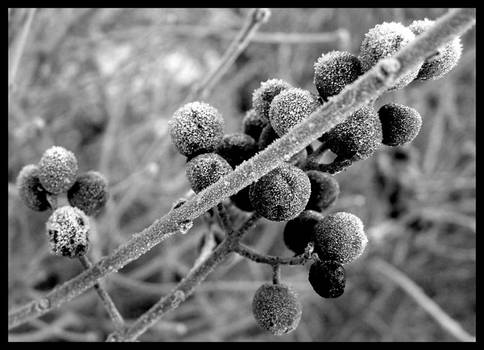 ...frost...