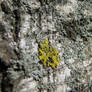 Lichens on a tree