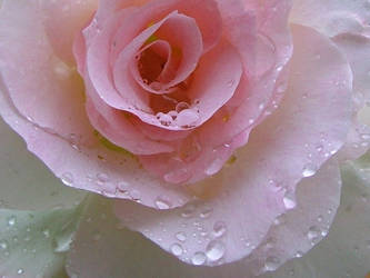 rain dappled rose