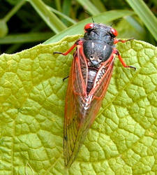 cicada