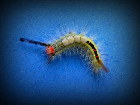 hairy caterpillar