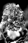 Morel by OlivierLD