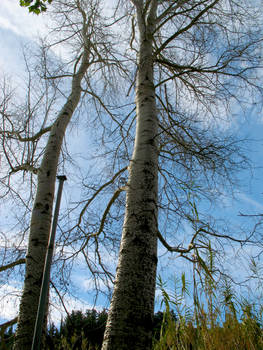 Una coppia di alberi