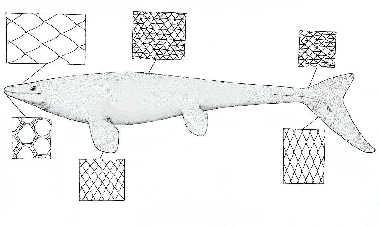 A Guide to Mosasaur Scales