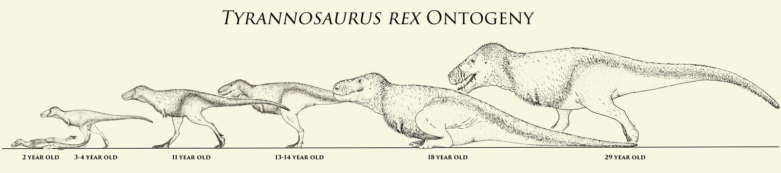 T. rex Ontogeny
