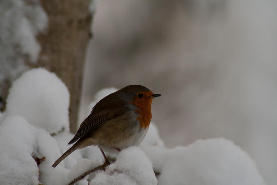 Robin