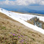 Alpine flowers