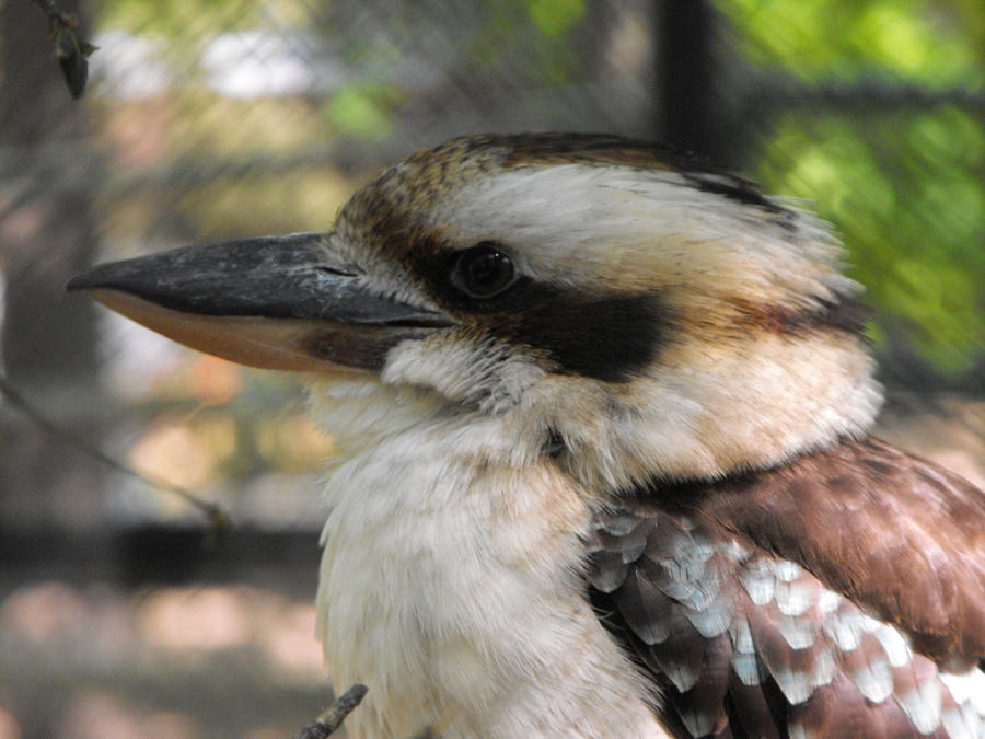 Bird profile