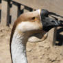 Male goose profile