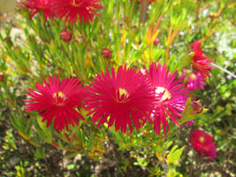 Flores fucsia