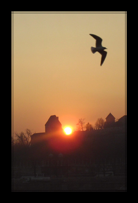 sunset with a seagull