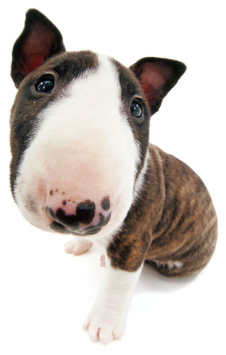 Bullterrier